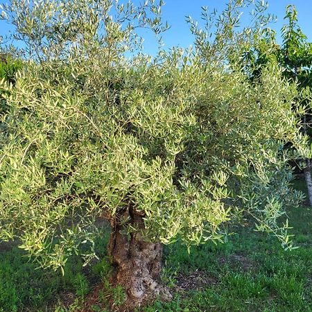 Lamaison-D'Ose Châtillon-sur-Chalaronne Esterno foto