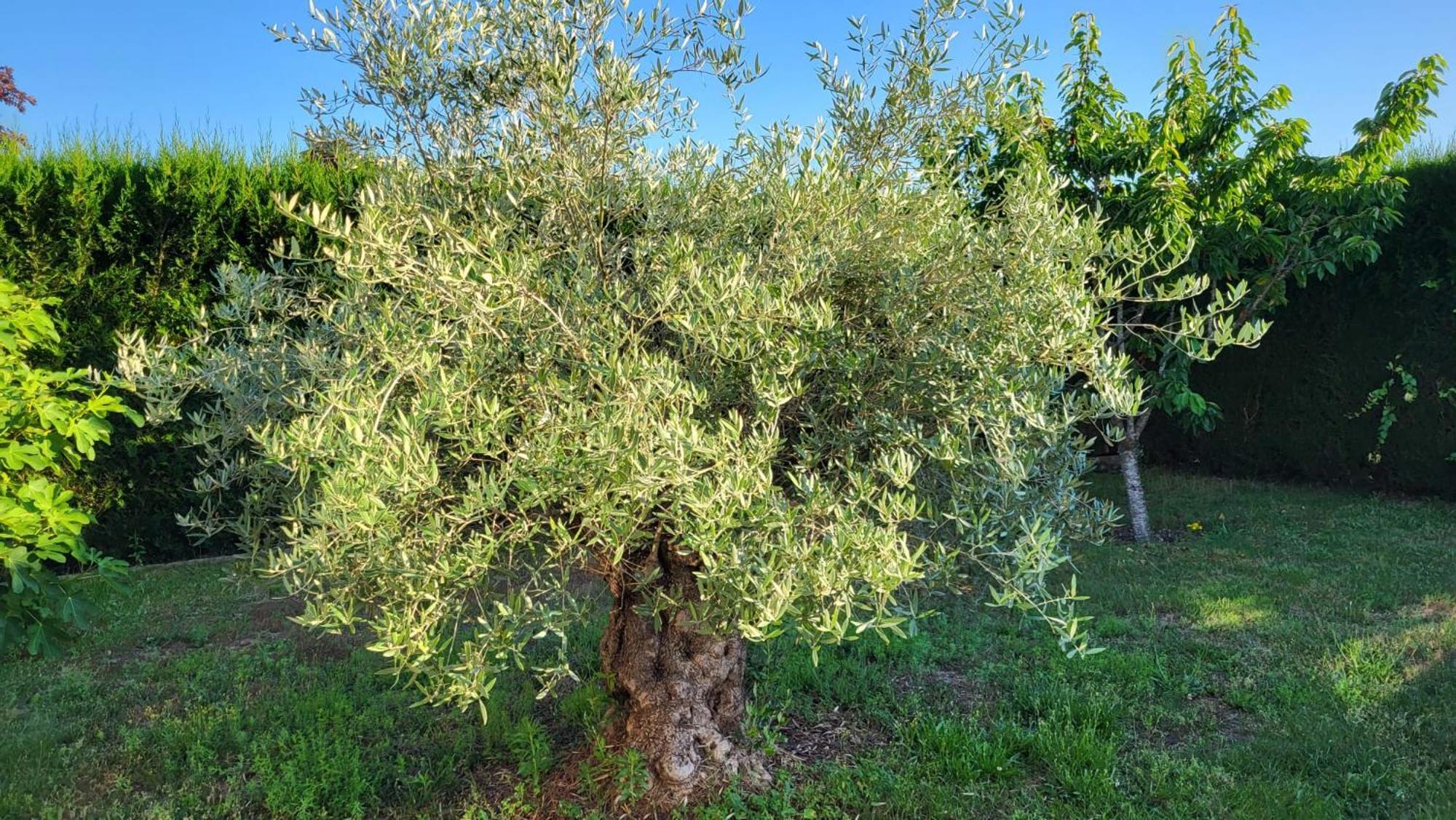 Lamaison-D'Ose Châtillon-sur-Chalaronne Esterno foto